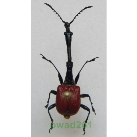 Trachelophorus giraffa (Jekel,1860) male Madagascar